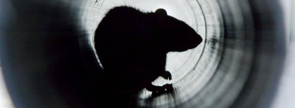 Rat silhouette inside drainage pipe