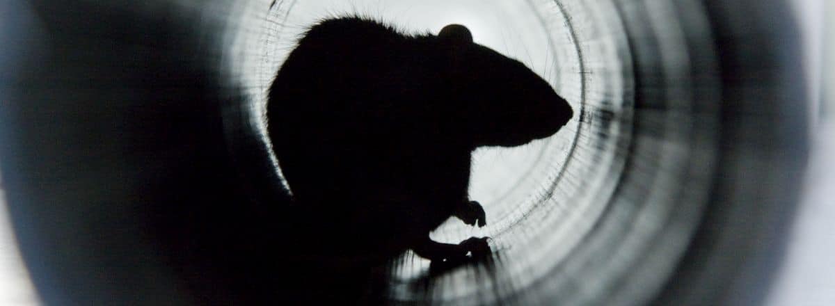 Rat silhouette inside drainage pipe